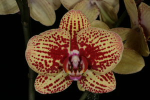 Doritaenopsis KV Charmer ‘KV 501’